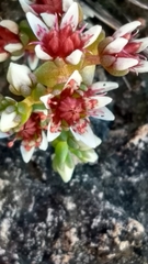 Sedum vinicolor