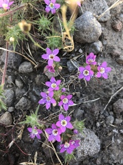 Navarretia viscidula