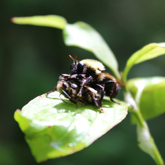 Laphria thoracica
