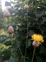 Centaurea orientalis