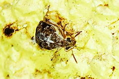 Algarobius prosopis