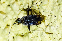 Neurocolpus arizonae