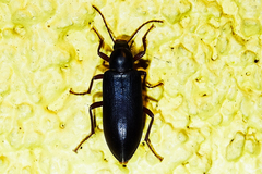 Eupsophulus castaneus