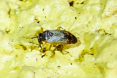 Phylinae