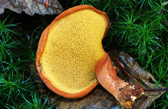 Buchwaldoboletus lignicola image