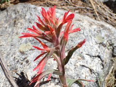 Castilleja martini martini