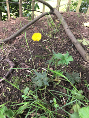 Ranunculus acris