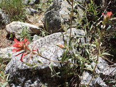 Castilleja martini martini