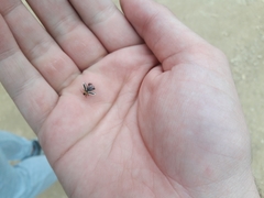 Acalymma trivittatum