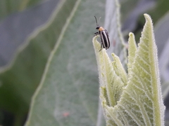 Acalymma trivittatum