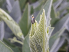 Acalymma trivittatum