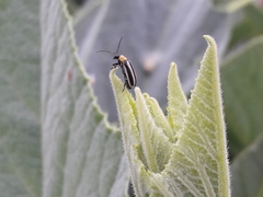 Acalymma trivittatum