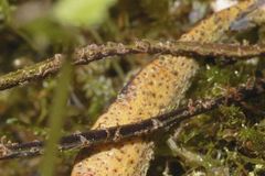 Pleopeltis polylepis