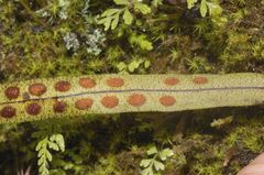 Pleopeltis polylepis