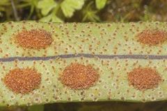 Pleopeltis polylepis