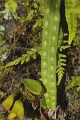 Pleopeltis polylepis