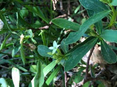 Daphne alpina