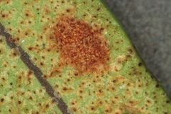 Pleopeltis polylepis