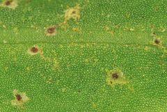 Pleopeltis polylepis