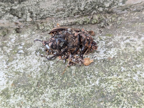Japanese Rhinoceros Beetle