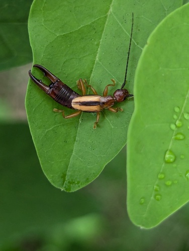 Proreus simulans