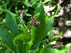 Cynoglossum germanicum