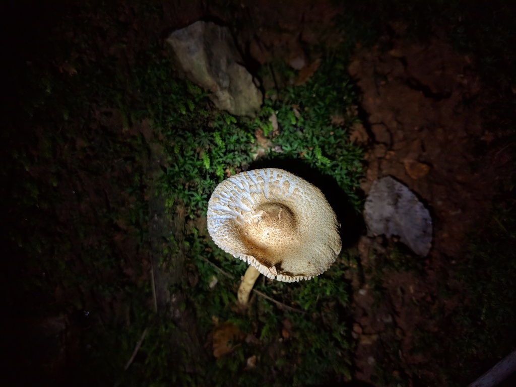 Lepiota · May 2018 · photo: © sunjiao (iNaturalist, cc-by)