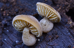 Simocybe centunculus var. centunculus image