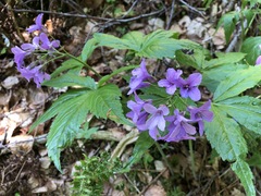 Cardamine pentaphyllos