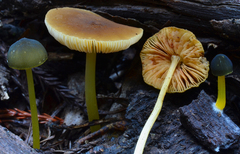 Pluteus romellii image