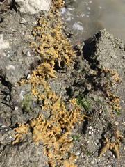 Halichondria bowerbanki