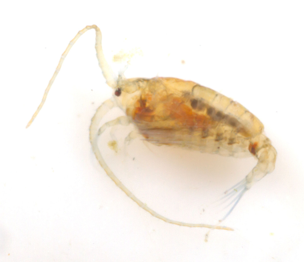 Heterocope