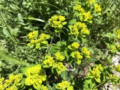 Euphorbia verrucosa
