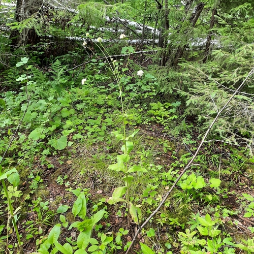 Knautia tatarica (Knautia tatarica)
