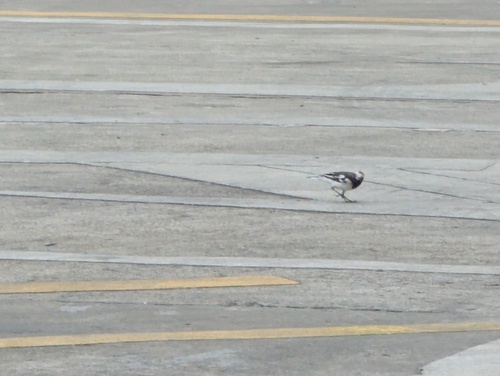 White Wagtail