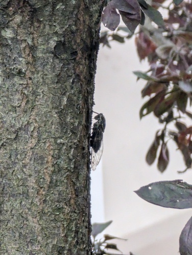 Priest Cicada
