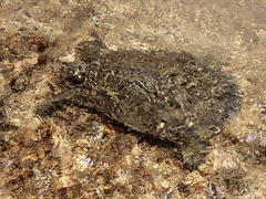 Apalone spinifera emoryi