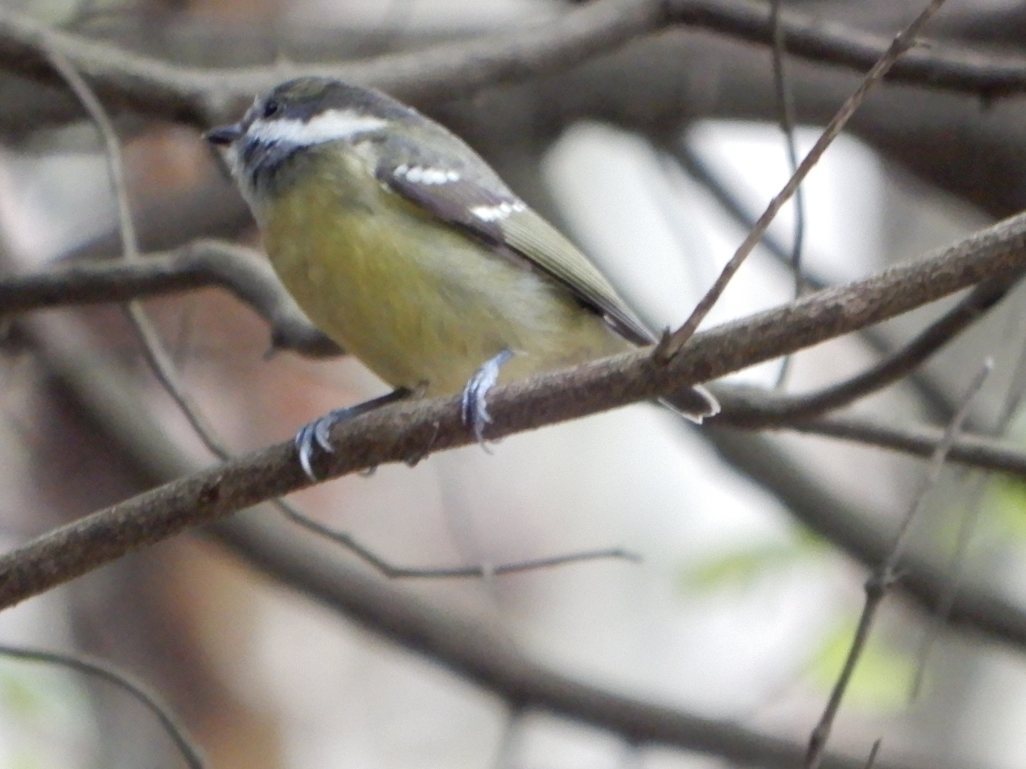 Yellow-bellied Tit