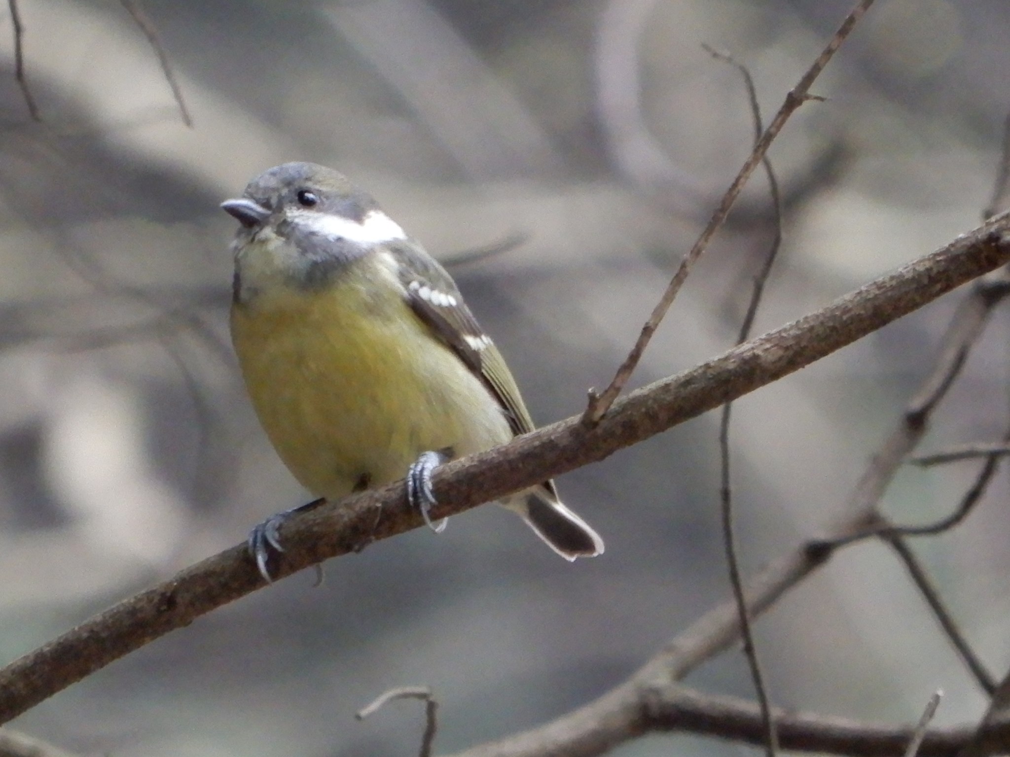Yellow-bellied Tit