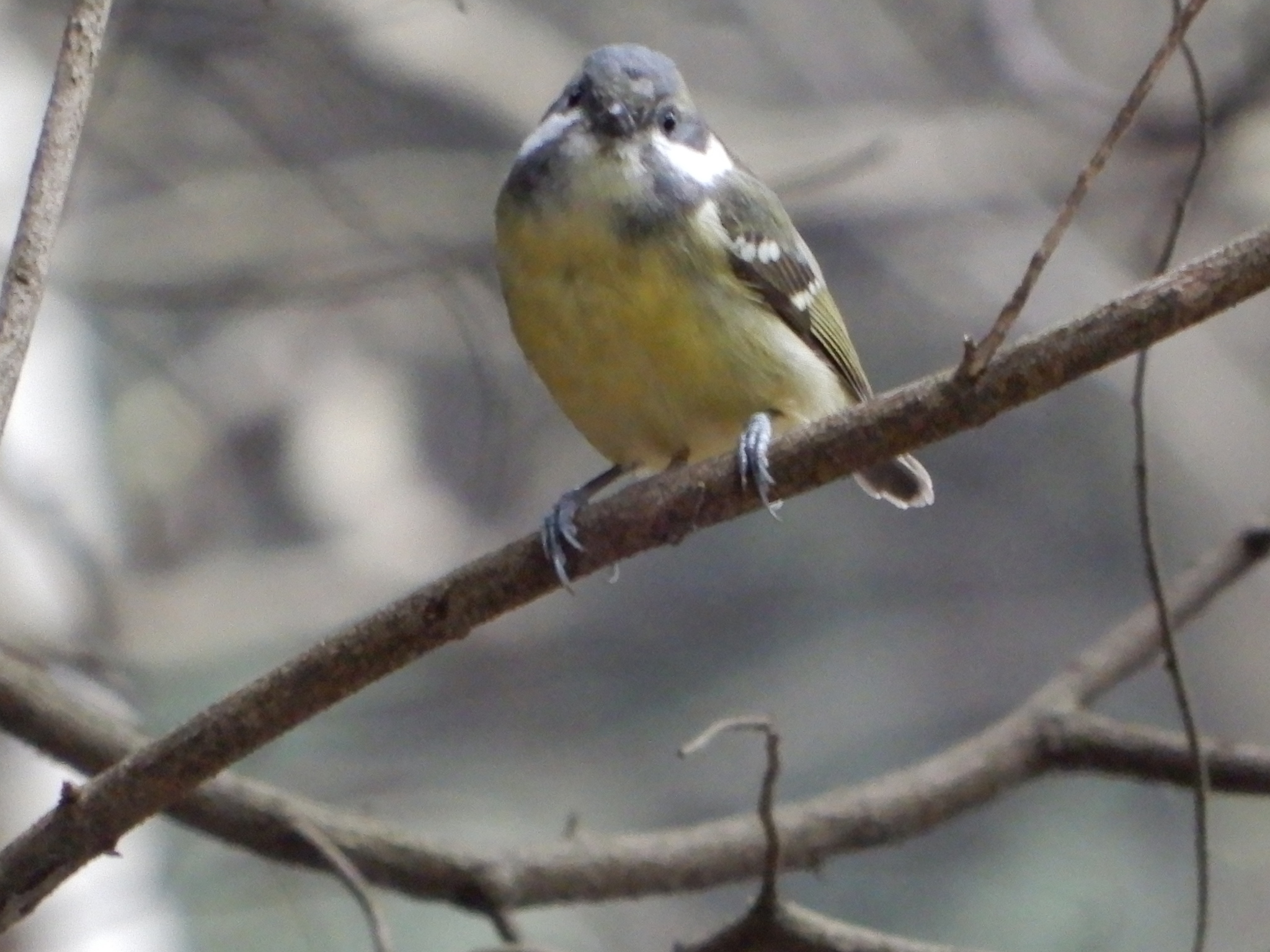 Yellow-bellied Tit