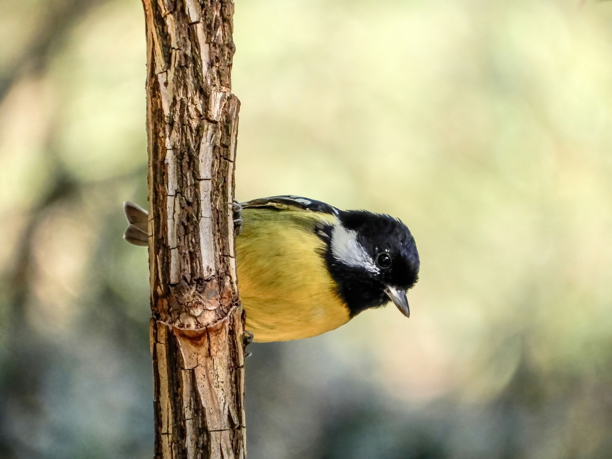 Yellow-bellied Tit