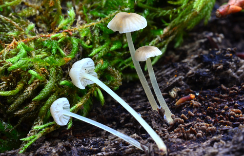 Phloeomana speirea