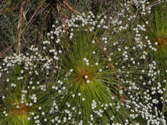 Paepalanthus chiquitensis