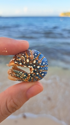 Photo of Spotted spiny lobster (Panulirus guttatus)