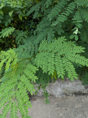 White leadtree
