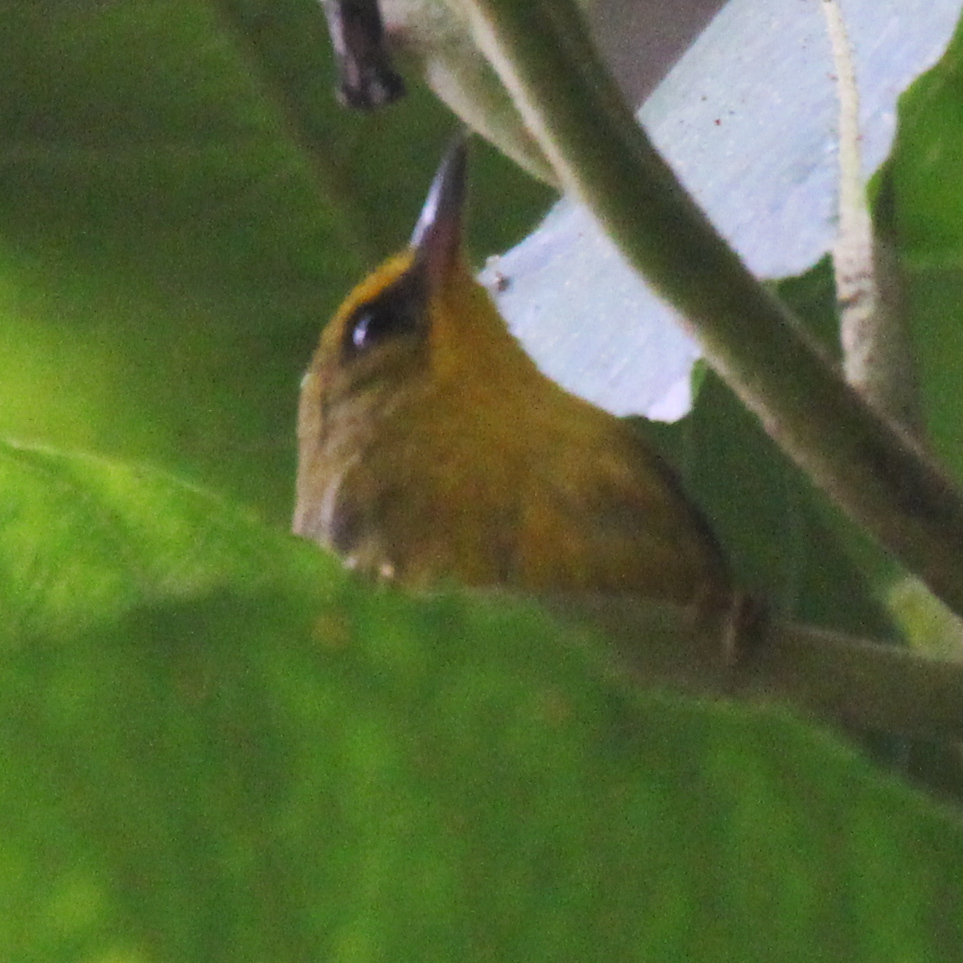 Golden Babbler