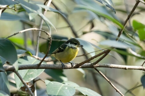 Yellow-bellied Tit (Periparus venustulus), photo 8