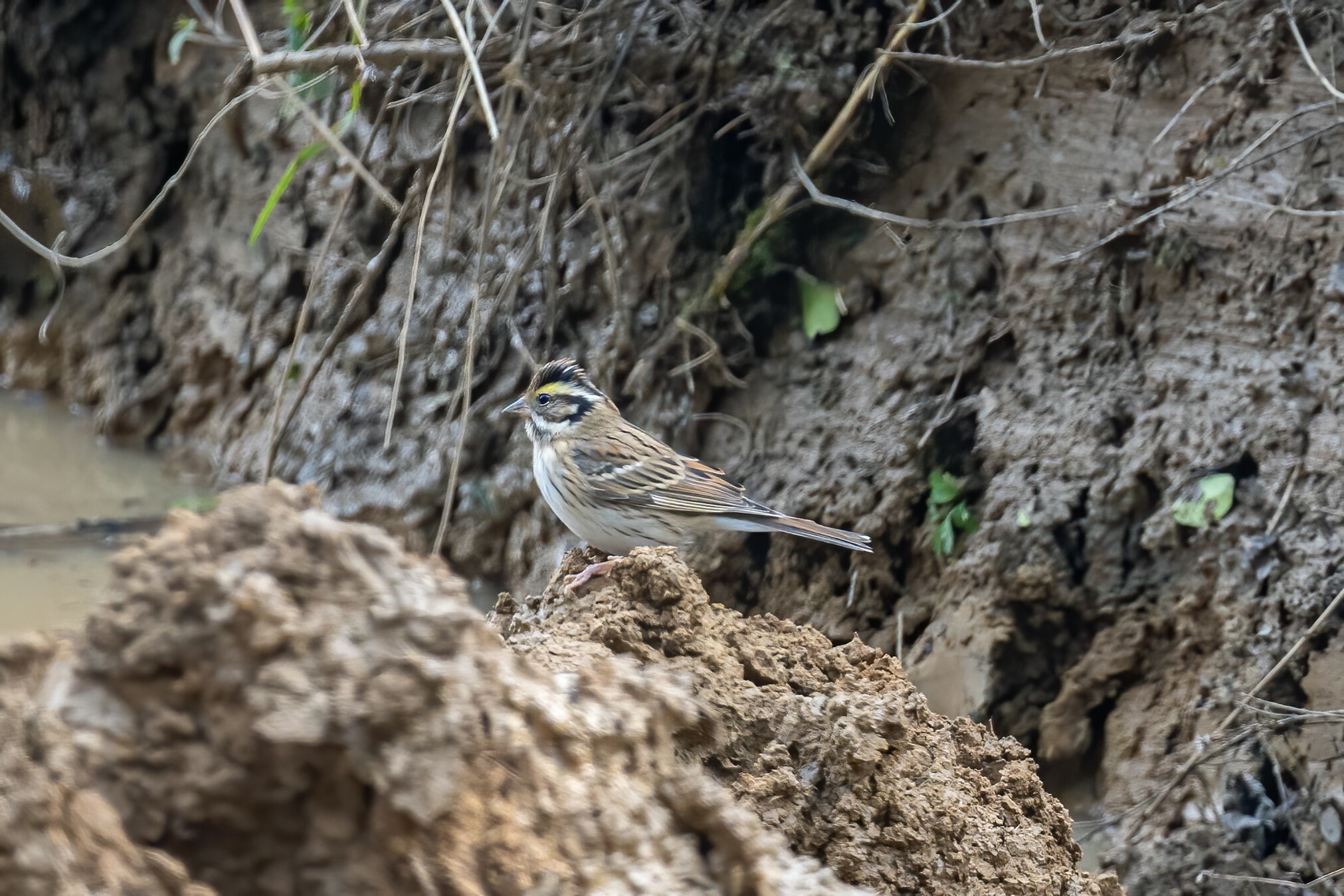 Yellow-browed Bunting