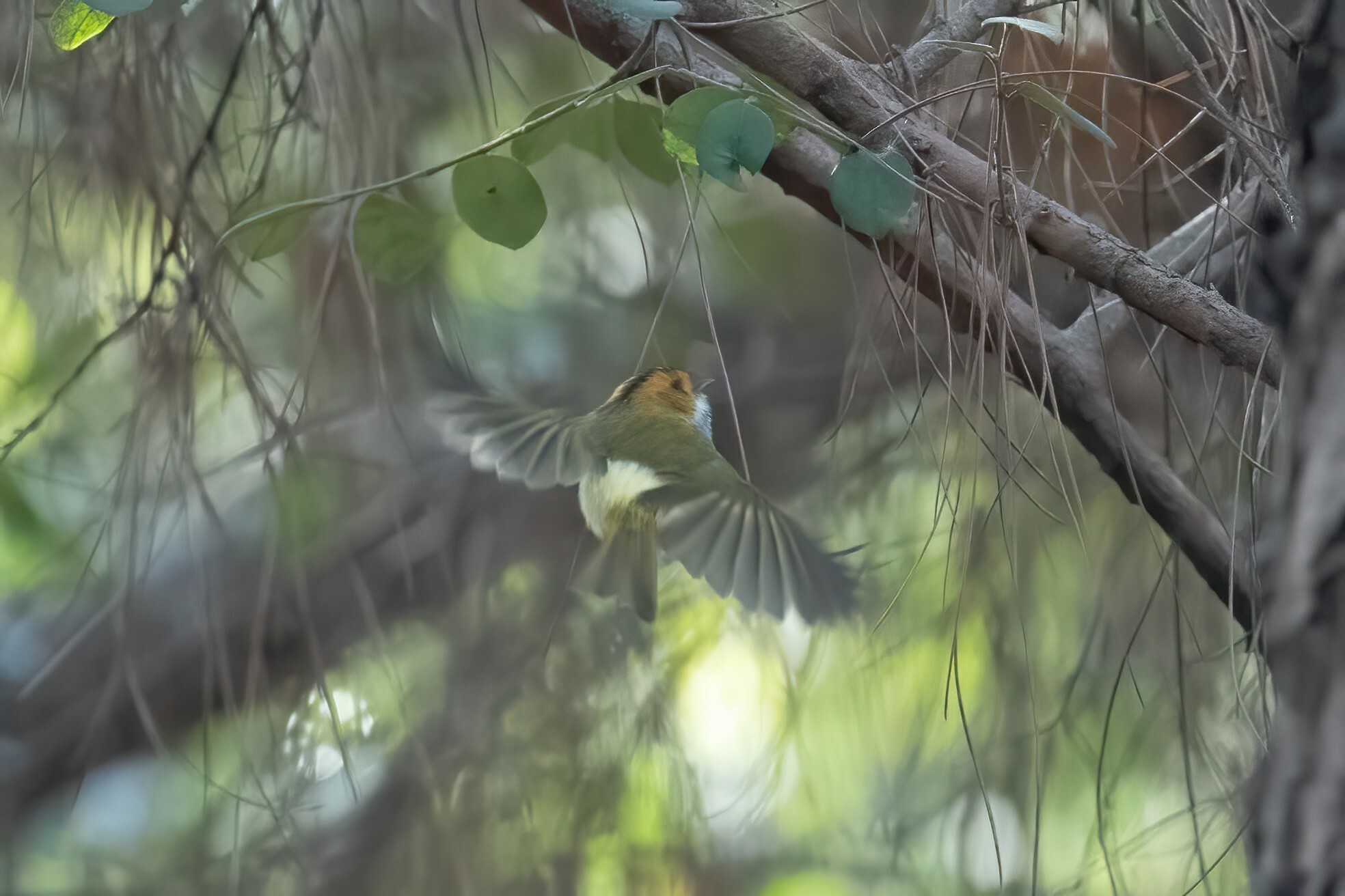 Rufous-faced Warbler