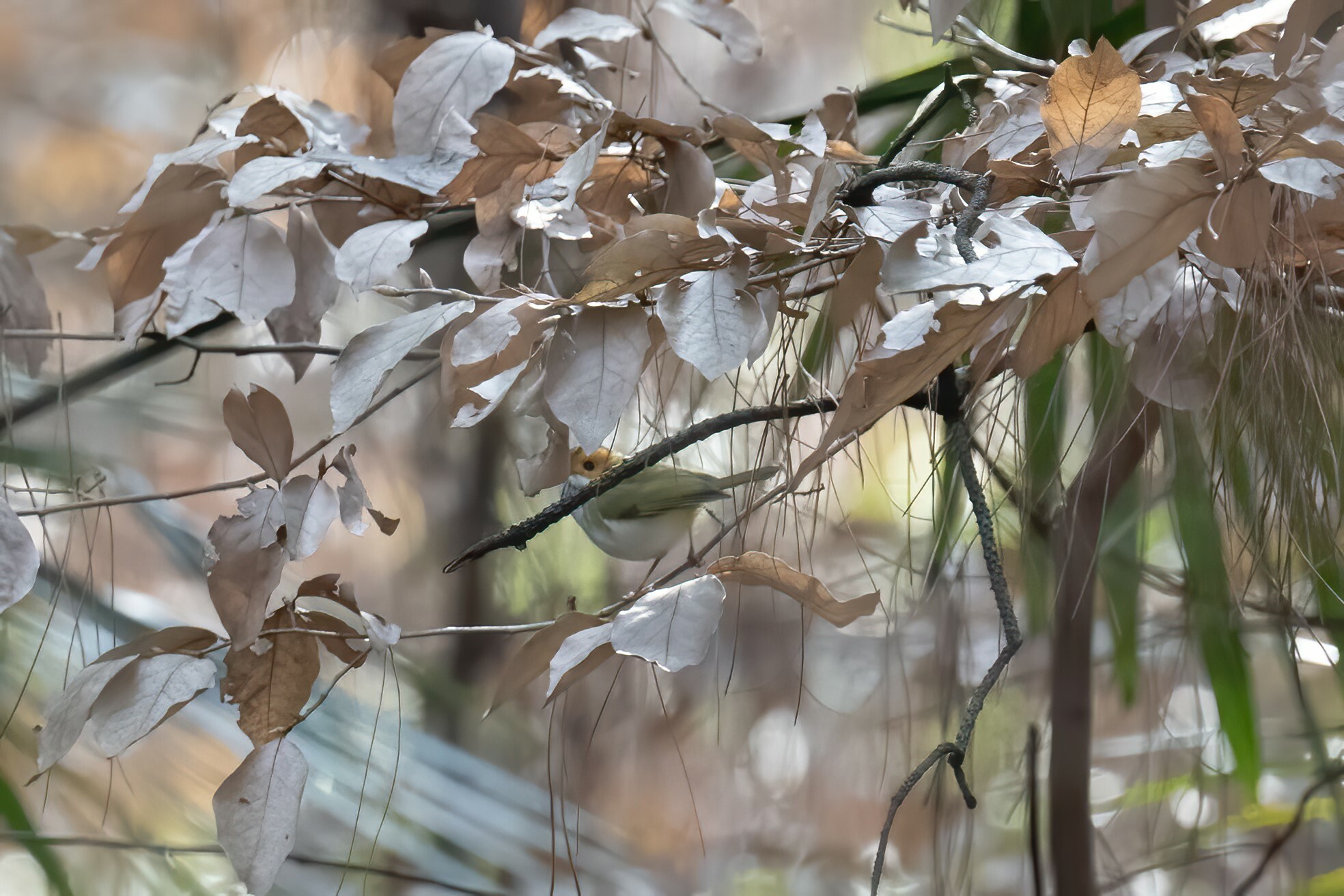 Rufous-faced Warbler